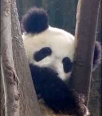 这是最新品种“考拉猫”吗？#开饭了大熊猫