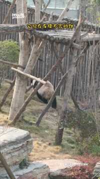 注意看这只功夫熊猫叫芝麻，它正在拆家#熊猫#大熊猫#动物的迷惑行为