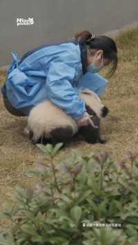 小趴菜真是让人爱不释手，摸也摸不够#熊猫#大熊猫#动物的迷惑行为