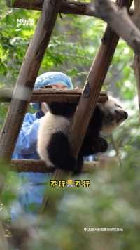 我们是聪明小熊，不上当！#熊猫#大熊猫#聪明宝贝不上当