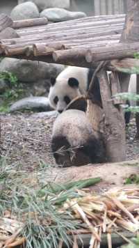 熊猫妈妈为什么不喜欢宝宝玩筐？#熊猫#大熊猫