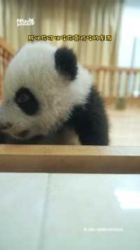 熊猫宝宝有话说#熊猫#大熊猫#动物的迷惑行为