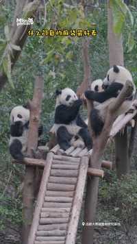 熊猫宝宝的周一例会，是谁迟到我不说#熊猫#大熊猫#动物的迷惑行为