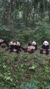熊猫为什么会发出这种声音？#熊猫#大熊猫