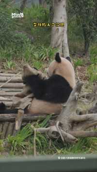 熊猫喜欢什么颜色的麻袋终于有答案了#熊猫#大熊猫#动物的迷惑行为