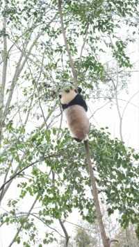 这才是功夫熊猫#熊猫#大熊猫#大熊猫茱萸