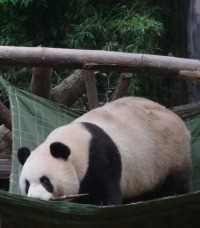 这是一只知道自己身份的熊猫