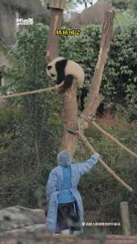 熊猫也是猫，也喜欢钻箱子#熊猫#大熊猫#动物的迷惑行为