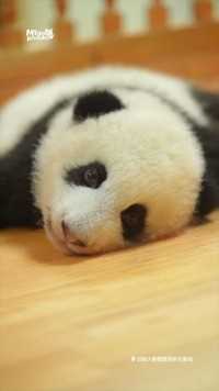 熊猫宝宝如何虏获人心#熊猫#大熊猫#动物的迷惑行为