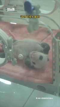 月亮产房的哈基米，正在练习仰卧起坐#熊猫#大熊猫#动物的迷惑行为