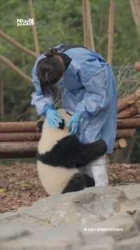 熊如其名，真的吗？#熊猫#大熊猫#动物的迷惑行为