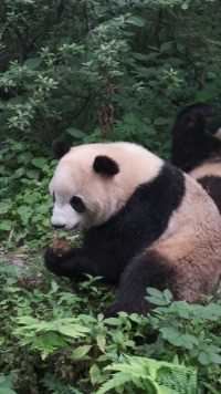 熊猫窝窝头有多好吃？大熊猫重阳告诉你#熊猫#大熊猫