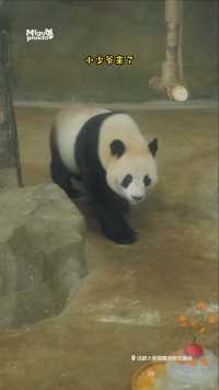 祝我们成实小少爷生日快乐~#熊猫#大熊猫#动物的迷惑行为