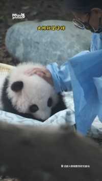 熊猫崽崽摸起来的手感是这样的...#熊猫#大熊猫#动物的迷惑行为