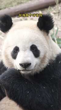 熊猫界的吉祥三宝是谁？#熊猫#大熊猫