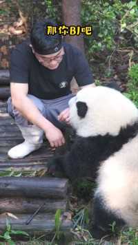 熊猫界的粘人精——小和花#熊猫#大熊猫