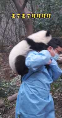 熊猫给奥运健儿加油#熊猫#大熊猫