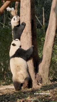 特工宝宝上线！今日任务：高出攀爬&控制吊床#熊猫#大熊猫#国宝今天在干嘛