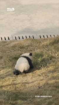 细心的奶妈是如何照顾小熊的#熊猫#大熊猫#动物的迷惑行为