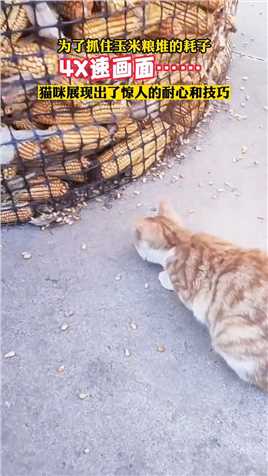 为了抓住玉米粮堆的耗子，猫咪展现出了惊人的耐心和技巧，不愧是猫