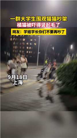 上海一群大学生围观猫猫吵架，橘猫被吓得竖起毛了，网友：学姐学长你们不要再吵了  #萌宠 