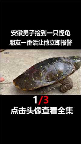 安徽男子捡到一只怪龟，竟然不会缩头，朋友一番话让他立即报警乌龟鹰嘴龟保护动物肉龟动物救助1