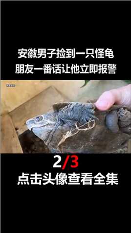 安徽男子捡到一只怪龟，竟然不会缩头，朋友一番话让他立即报警乌龟鹰嘴龟保护动物肉龟动物救助2