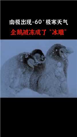 南极出现零下60度极寒天气，企鹅们报团取暖，小企鹅被冻成了冰雕，它们能否安全的度过这个寒冬呢？ 
