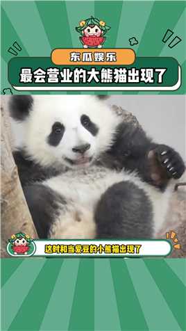 最会营业的大熊猫出现了！小星运可爱大熊猫娱乐评论大赏
