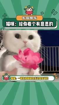 猫咪：不用谢都是顺手的事猫咪可爱搞笑娱乐评论大赏cr暖阳喵Home.