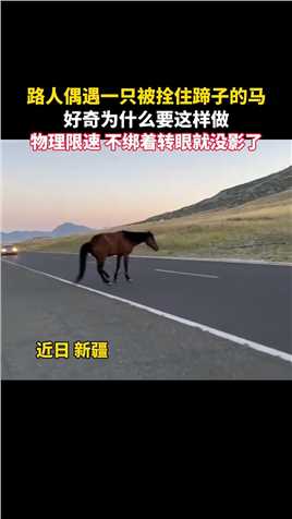 路人偶遇一只被拴住蹄子的马，好奇为什么要这样做，物理限速，不绑着转眼就没影了。