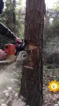 神奇的锯树方法，最大限度保存枝干