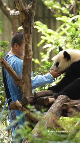 一岁的熊猫宝宝有多不愿意回家 #熊猫 #大熊猫