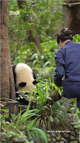 奶妈：你快瞅瞅，这甜蜜的烦恼 #熊猫