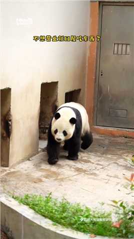 . 哇你看，今天有好多熊猫呀！ #熊猫 #大熊猫 