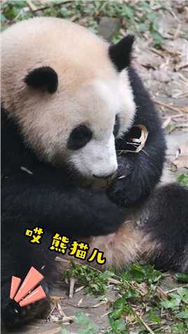  和叶：？？？？ #熊猫 #