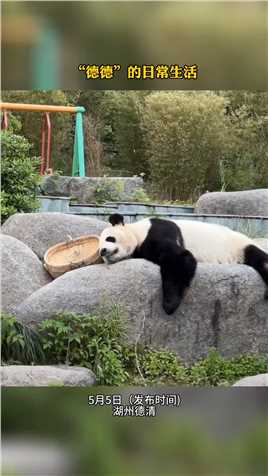 大熊猫“德德”近日的生活日常。