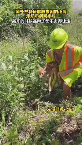 护林员解救被困小鹿，事后串门回来玩，离开的时候连狗子都不舍得让走