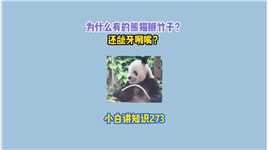 为何有的大熊猫掰竹子竟然还会呲牙咧嘴的？#有趣的知识又增长了 