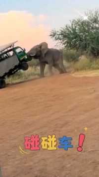大象版“碰碰车”刺激呀！