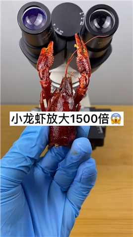 喜欢吃小龙虾吗？ #微观世界 #显微镜 #小龙虾