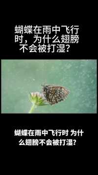 蝴蝶在雨中飞行时，为什么翅膀不会被打湿？#涨知识#蝴蝶#生活百科