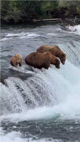 科迪亚克棕熊一起站在激流中，耐心地等待抓鱼的时机.#棕熊 #野生动物零距离