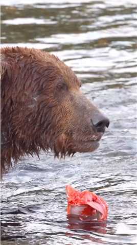 红鲑鱼是棕熊最美味的食物.#野生动物零距离 #棕熊