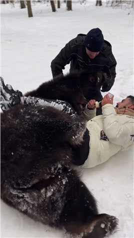 你敢和它玩摔跤吗.#熊 #人与动物和谐共处 #专业动作请勿模仿.
