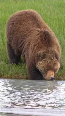 毛绒绒的大棕熊在河边喝水.#野生动物零距离 #棕熊
