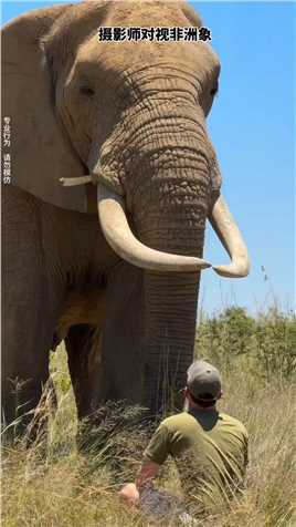 感受“陆地之王”非洲象的压迫感，力量与强大的象征