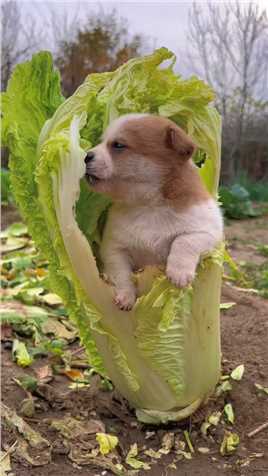 狗狗啃白菜.