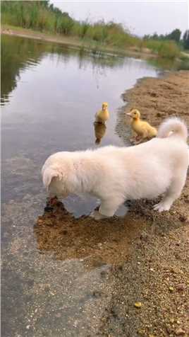 狗狗在河边喝水