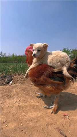 狗狗骑着心爱的大公鸡